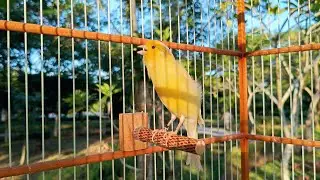 🐤 Canary Singing Teacher in Action &ndash; This Yellow Coach Inspires Them All! 🌟