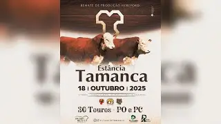Remate de Produção Hereford Estância TAMANCA 18/10/2025  20H - TV EL Campo