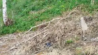 Mostrando uma serpente da espécie jararacuçu 