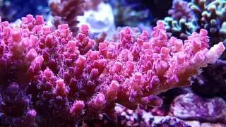 Egon24 Reef Tank 532l Full Aquaforest.
