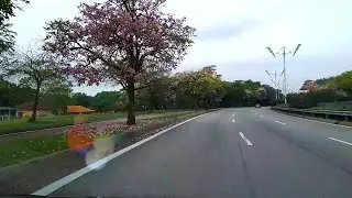 The Malaysian Sakura Experience 🌸 Beautiful Tecoma Flower Season 2025 #MalaysianSakura #SakuraVibes