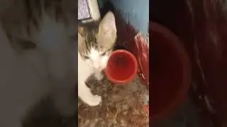 Baby Kittens  Playing Compilation # Desi Cat Lovers 🐈 😻