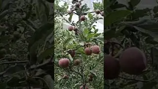 m9 apple rootstock jeromine #apple #trending #viral #youtubeshorts #shorts