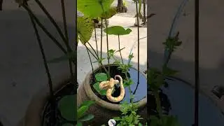 Albino boa on lotus leaf 🍀#snake #python #anaconda