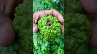 best raw guava cutting #fruit #short 🍐🍐🍐