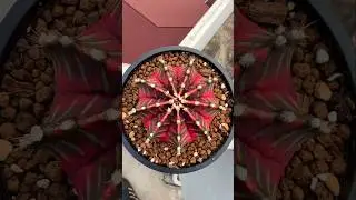 How to propagate cactus plant 🌵#cactus #succulents #cactuslover #plants #cacti #suculentas