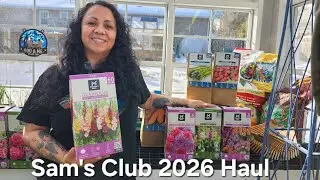 Покупка саженцев с открытой корневой системой в Sam's Club в 2026 году.