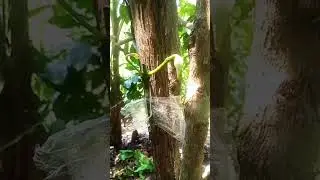 buka sungkup stekan/okulasi