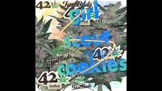 GSC - Indoor Grow journal Fast Buds / Part 1