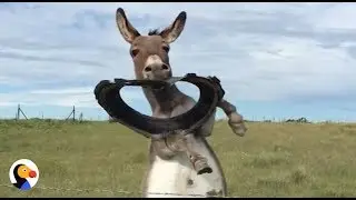 Donkey Shows Off Her New Toy | The Dodo