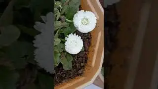 Bellis perennis/English Daisy flowers / very beautiful winter flowers /👌👌 #short#ytshorts#video