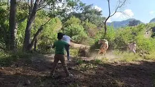 ☘️😬NO SE QUIERE DESTETAR LA VACA DE 10 MESES 🐄☘️