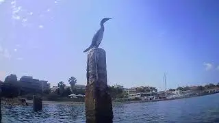 The half-collapsed refugee dock at Karabournaki, Kalamaria, Thessaloniki, cormorant haunt