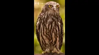Barking owl