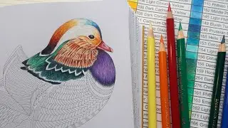 Live Coloring  Millie Marotta  & GIVEAWAY 4K abonnés  !!!