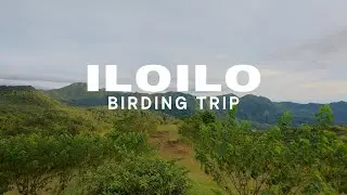 Iloilo, Philippines 🇵🇭 | Travel Through a Birder’s Lens