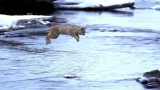 A bobcat (Lynx rufus) jumps over a river with a single leap