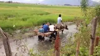 Riding on a water buffalo cart through a river in Zambalas