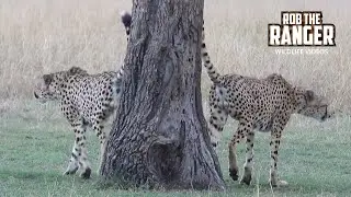 Cheetah Coalition Spot Lions, Chase Antelope | Maasai Mara Safari | Zebra Plains