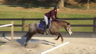Cody bridleless jumping