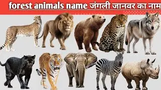 Learning forest animals name for kids KK kids TV