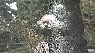 Maltempo.Raffiche di neve e vento sferzano l'Irpinia, previste altre 24 ore di criticit&agrave;