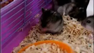 Джунгарик. Быстрый умывальщик / Little Jungar. Fast washing-men.