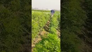 Farmer Life #farming #motivation #kisan #farmer #agriculture #lahsun #farmingstatus #compost #kishan