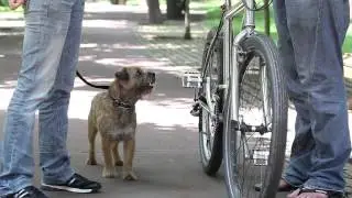 Training Tips EN - Part 30 Dog chasing moving objects