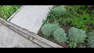 Сантолина серебристая. Растёт на клумбах. Мятный запах.