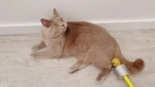 Cat Farting on mic 😝 #shorts