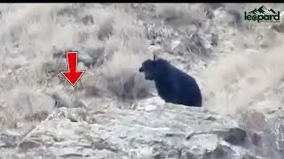 This Himalayan Yak Had No Idea Two Snow Leopards Were Hunting It.