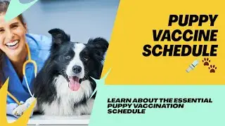 New Puppy Owner? Follow This Essential Vaccination Schedule!