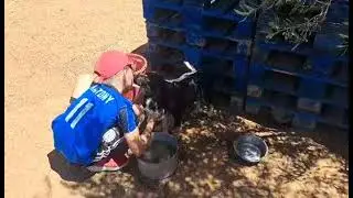 Saving the abandoned and abused animals of Greece; Reef