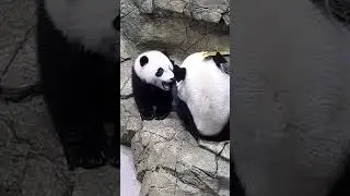 Panda cam highlights! 🐼  Smithsonian Channel