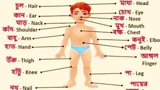 শরীরের অঙ্গ প্রতঙ্গের নাম ইংরেজি থেকেবাংলায় | Learn Parts Of Body Name InEnglish to Bengali