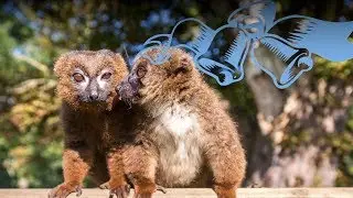 Lemur wedding: You may kiss the bride