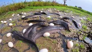 wow best hand fishing, pick duck eggs in the rice field and catch fish by hand amazing