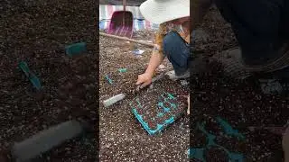 Grafting technology: Planting vegetable seeds in bulk