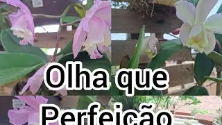 🌷💥🚨algumas orquídeas  vem conferir 💥🚨#roça #fazenda #roça #plantas #natureza 