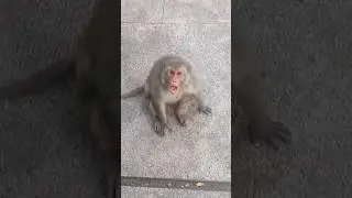 Close Encounter: Terrifying Monkey Attack Caught on Camer | @successmindmantra_avtar #viral