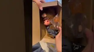 🐻Unboxing Hirono Living Wild-Fight for Joy Plush Doll  #popmart #unboxing#hirono