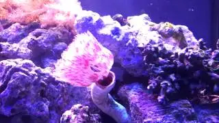 Hard Tube coco Feather Duster