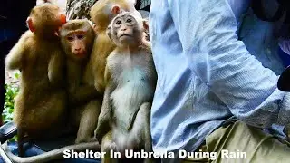 When It raining drop down, many orphan monkeys shelter in umbrella  with me Ep762