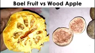 Bael Fruit vs Wood Apple | Benefits and uses