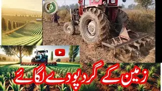 Planting Eucalyptus Around the Field | Tractor Work | Wheat Growth | Real Farming Vlog #plantcare