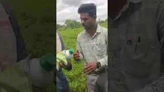 Farmer feedback video on chilli crop by kedar Gautam from navbharat fertilizer LLP