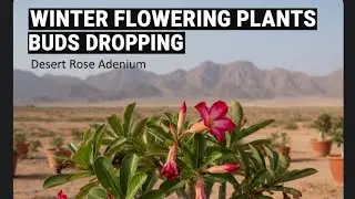 Buds dropping problem in Adenium in winter Dormancy #desert rose