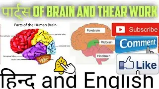 Hindi.   Part's of# Brain# and work parts of brain and their functions