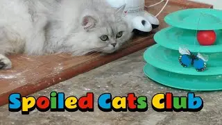 Распаковка набора Spoiled Cats Club в октябре 2025 года! 😻